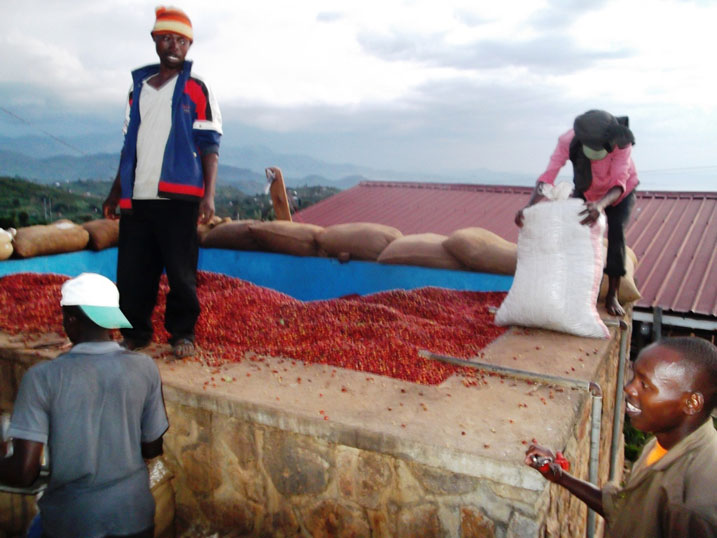 Muri iyi minsi uruganda rwa KOPAKAMA rwakira toni ziri hagati ya 25 na 30 za kawa ku munsi.