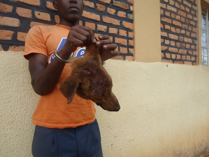 Ntaganda nyuma yo gufatwa ari kurya iyi mbwa bahise bamusaba kujya kuzana umutwe ndetse n'uruhu maze babimujyanana kuri police.