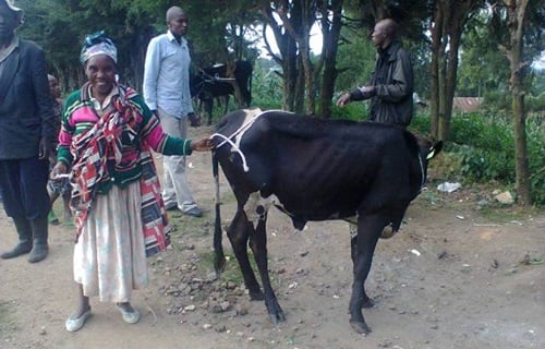 Nyirakanyana Seraphine ahamya ko inka yagabiwe izamukura mu bukene ngo kuko azayikenura uko bishoboka.