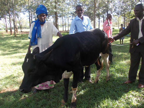 Rimwe mu matungo yorojwe abakecuru bacitse ku icumu mu mirenge ya Rukomo na Rwimiyaga.