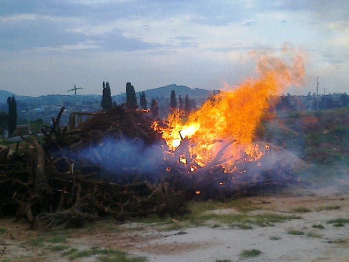 Ubwo ibi biti by