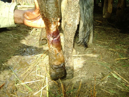 Umushumba wakundaga gufatwa aje kwiba ubwatsi arakekwaho kuba ari we watemye iyi nka.