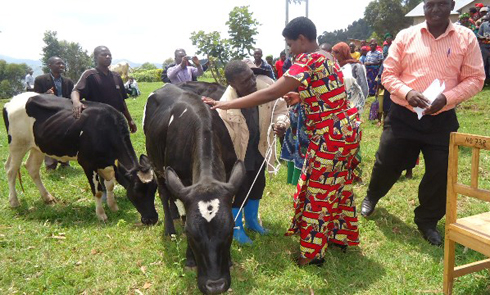 Umuyobozi wungirije w'akarere ka Burera ushinzwe imibereho myiza y'abaturage agabira inka umuturage.