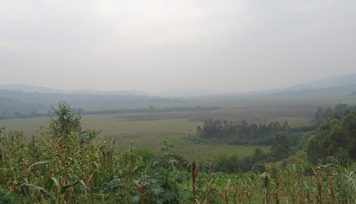 Igishanga cya Rugezi ukirebera kure wagira ngo nta mazi arimo kandi arimo menshi.