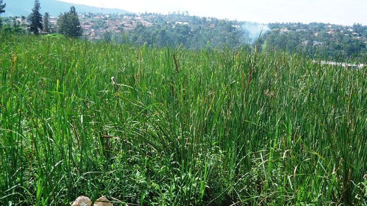 Urufunzo ruri mu bishanga hirya no hino rushobora kubyazwa umusaruro mwinshi benshi badatekereza.
