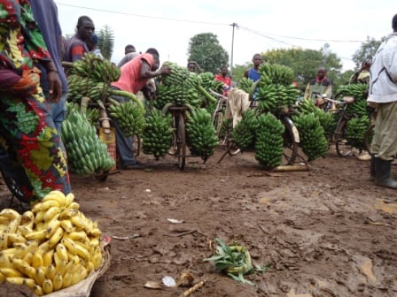 Urutoki ruri mu bihingwa byinjiriza amafaranga Abanyarwamagana.