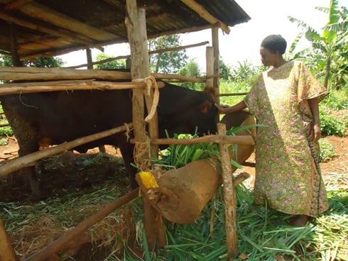 Yankurije n'inka ye yahawe na perezida Kagame.