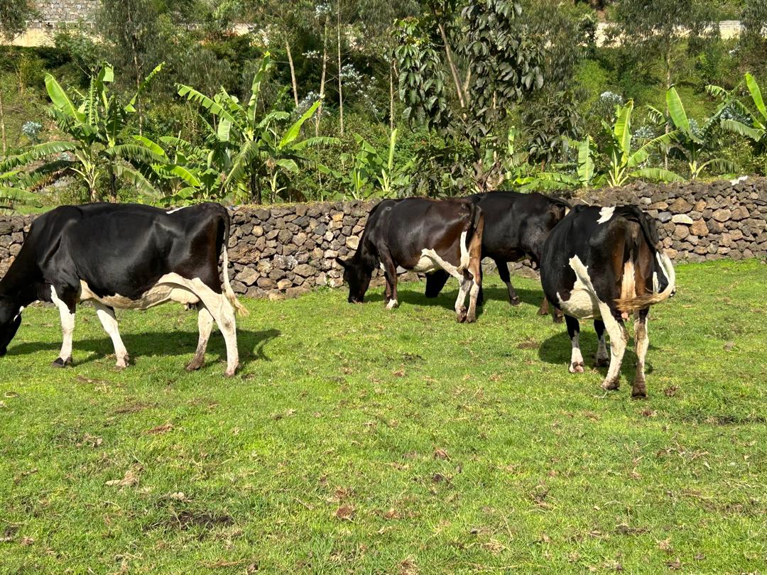 Barakangurirwa gushinganisha amatungo yose