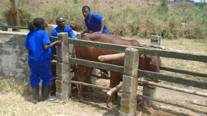 Abaveterineri barasabwa kubahiriza iteka rigena ibiciro byo kuvura amatungo