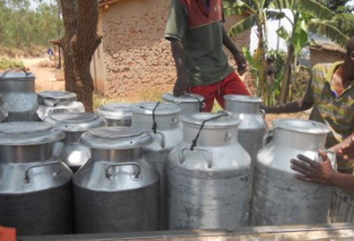 Abacunda bagemuriraga amata koperative z'aborozi baratakamba ngo bishyirwe.