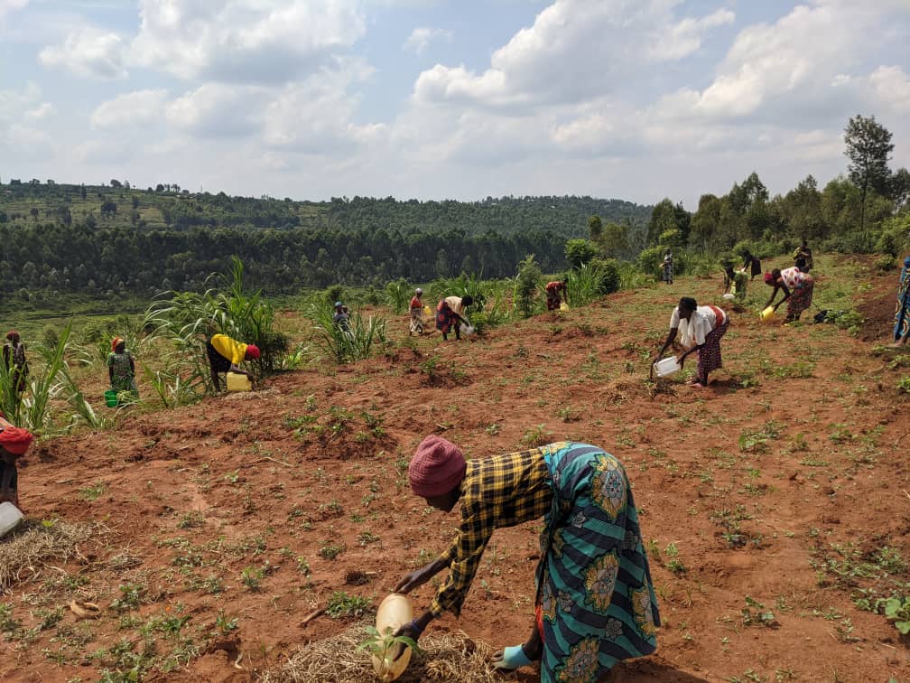 Abagore bo Murenge wa Huye mu Karere ka Huye, barimo kuhira ibiti bya avoka bakoresheje utujerikani kugira ngo bituma