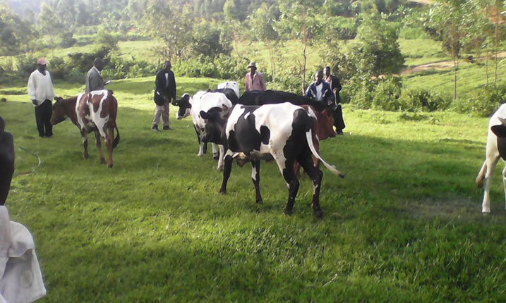 Abahabwa inka na Centre igiti cy'ubugingo barashinjwa kutazitaho uko bikwiye bitewe n'agasigane.