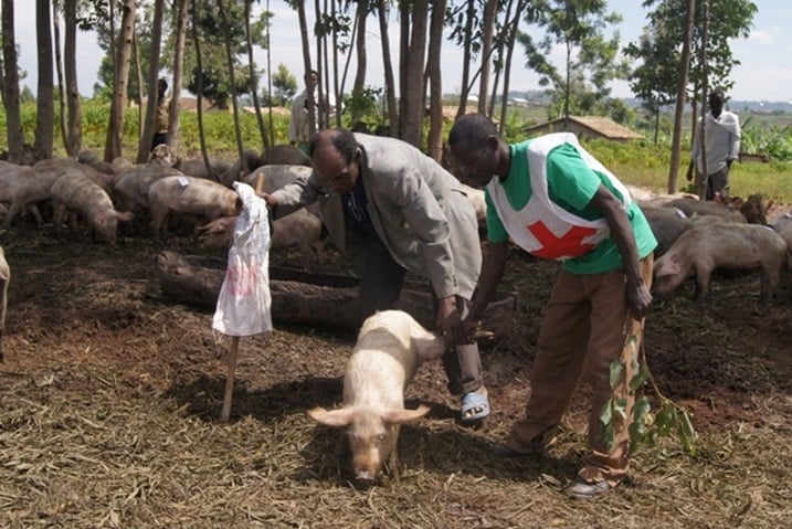 Abahawe amatungo ngo azabafasha kwikura mu bukene.
