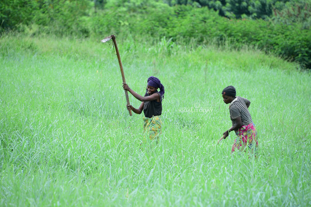 Uburyo bwa SMS bugiye kwiyongera ku bundi bwari busanzwe bwo gufasha abahinzi kumenya iteganyagihe ku ihinga (Photo: Plaisir Muzogeye)