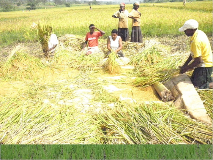 Abahinzi bahura umuceri mu gihe cy