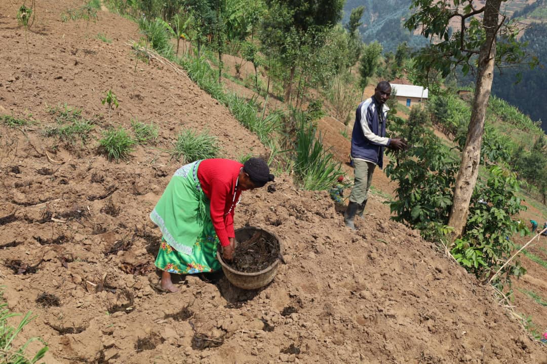 Abahinzi bahawe n'imborera yo guteza ibishyimbo