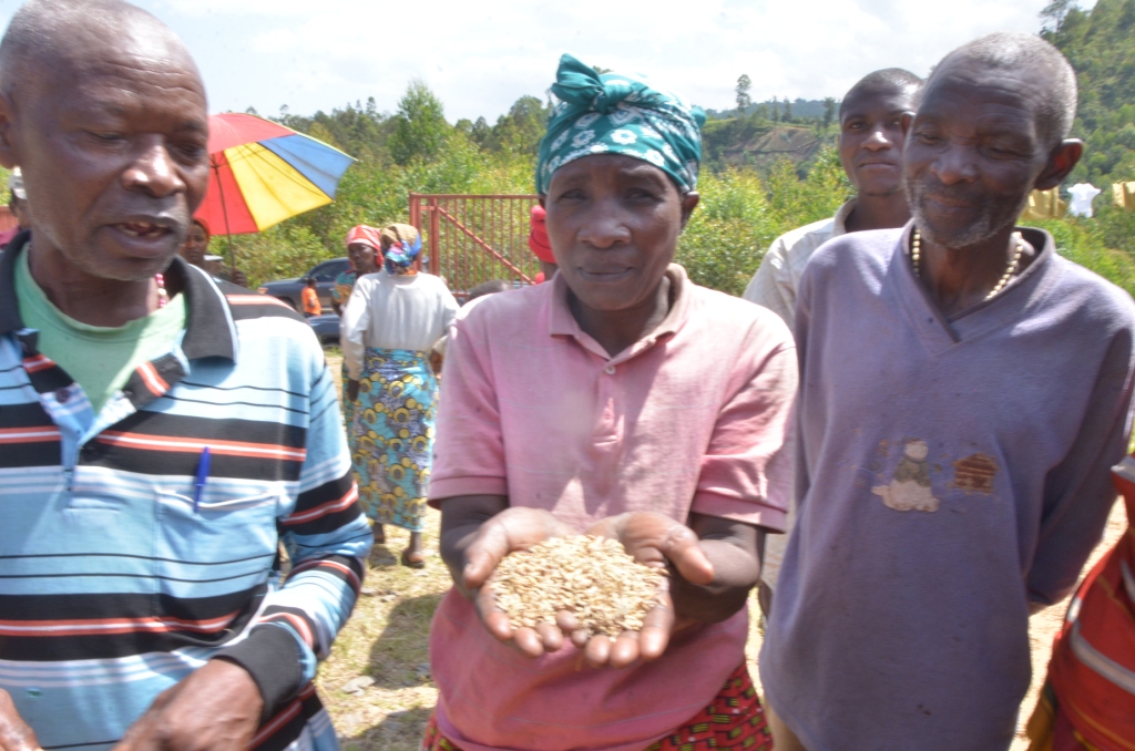 Abahinzi barerekana uko umuceri wabo warwaye