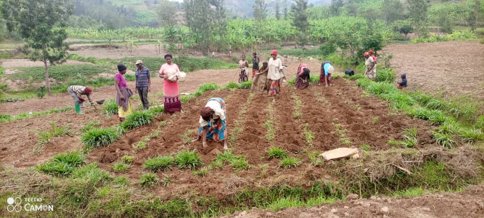 Abahinzi batangiye gutera Umuvumburankwavu mu mirima bahingamo ibigori bavuga ko urumbura ubutaka