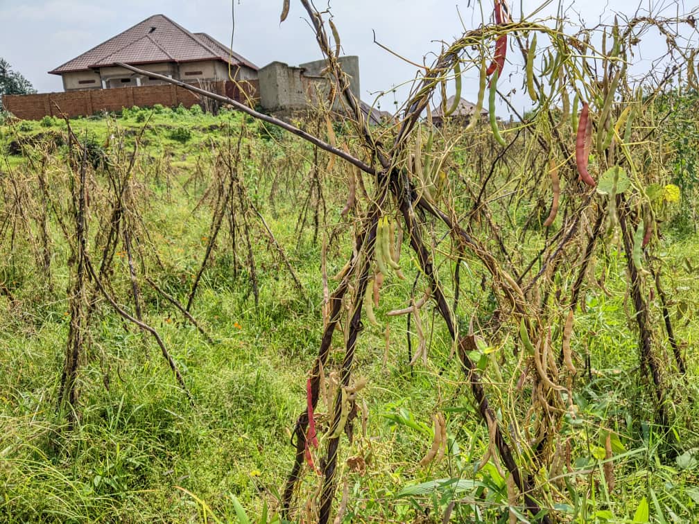 Bamwe mu bahinzi bavuga ko konesherezwa imyaka bituma umusaruro ugabanuka