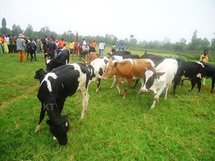 Abajura biba amatungo ngo bibasira inka cyane