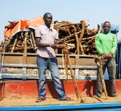 Tariki 08/07/2012, abantu babiri batawe muri yombi bazira gutema ibiti bwa "mushikiri" bakajya kubigurisha muri Uganda.