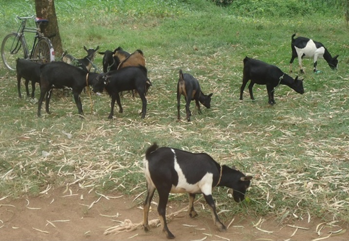 Abakuze babumbiwe mu matsinda agurirana amatungo azabafasha nibamara gucutswa.