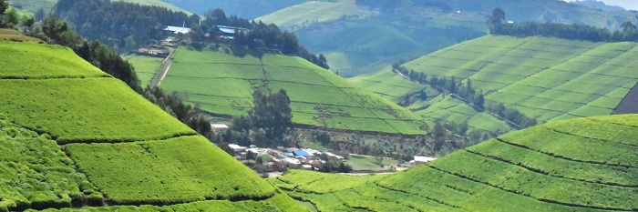 uruganda rw