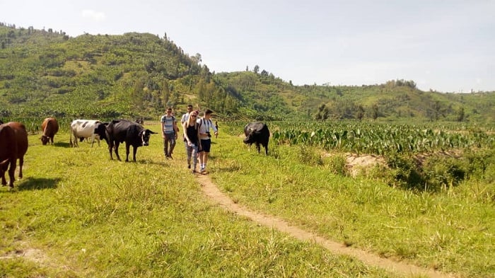 Abasura Kivu belt basura ibikorwa bihakorerwa harimo n'ubworozi