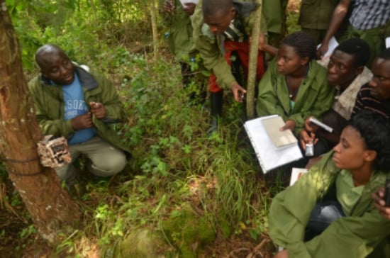 Abanyeshuri bagera ku 150 nibo ikigo cya KARISOKE Project cyakira buri mwaka baje mu bushakashatsi ku ngagi.