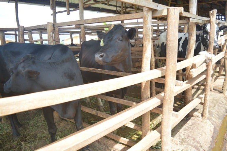 Abashinzwe girinka nibaba inyangamugayo nta ruswa izayigaragaramo
