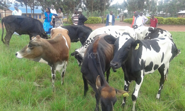 Gahunda ya Gira Inka imaze gutanga inka ibihumbi 248 