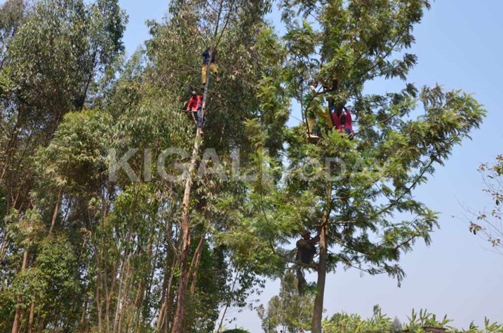 Abaturage bamwe buriye ibiti kubera ubwinshi.