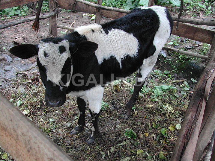 Abaturanyi bamuragije inyana kugira ngo ajye abona ifumbire.