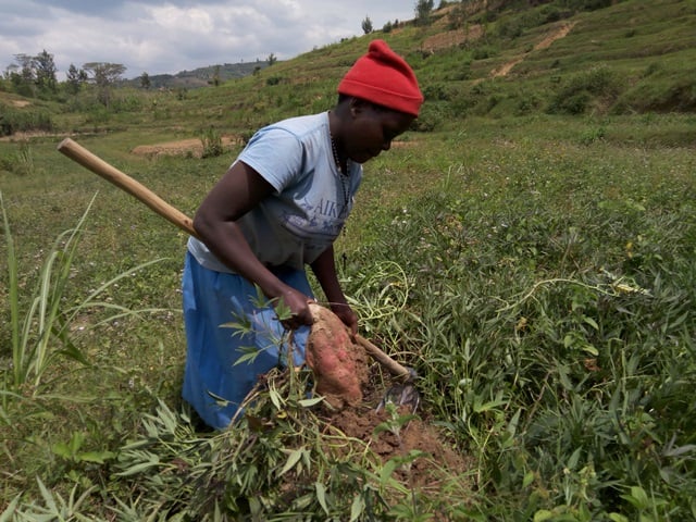  Abatuye i Buyoga batangiye guhinga ibijumba bikungahaye kuri vitamini A