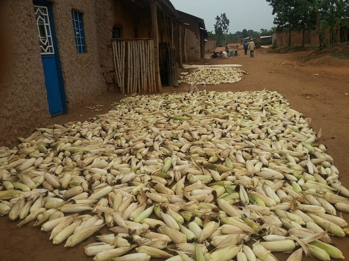 Abatuye umurenge wa Sake bishimira ko bari babonye umusaruro mwinshi w'bigori.