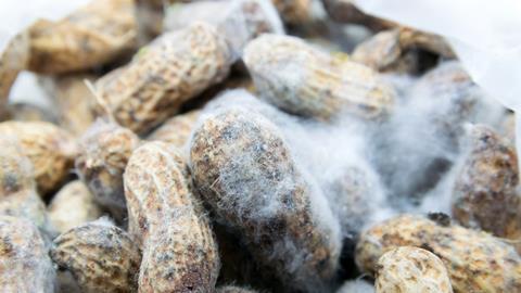 AFLATOXIN ifata n'ubunyobwa