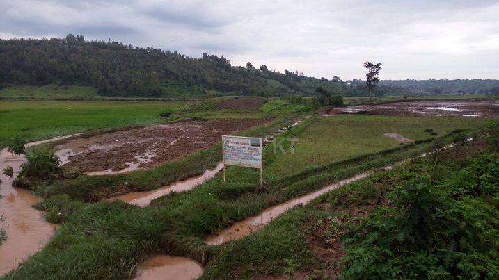Mu Rwabuye imvura yateje imyuzure mu gishanga.