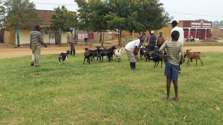 Aha ni haruguru ya santere ya Rwimiyaga muri metero 200 kugera ku isoko ry'amatungo