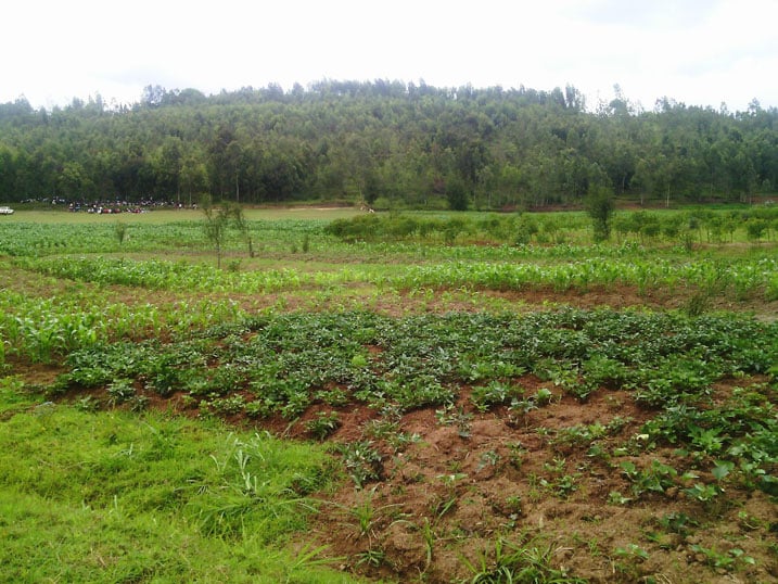 Ahadatunganyije mu gishanga bita uduhaga niho hagaragara cyane akajagari mu buhinzi.