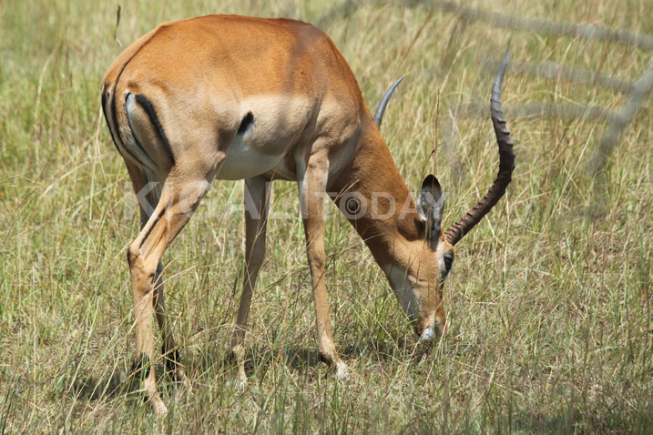 Aka ni kamwe mu dusimba tuboneka muri Parike y'Akagera.