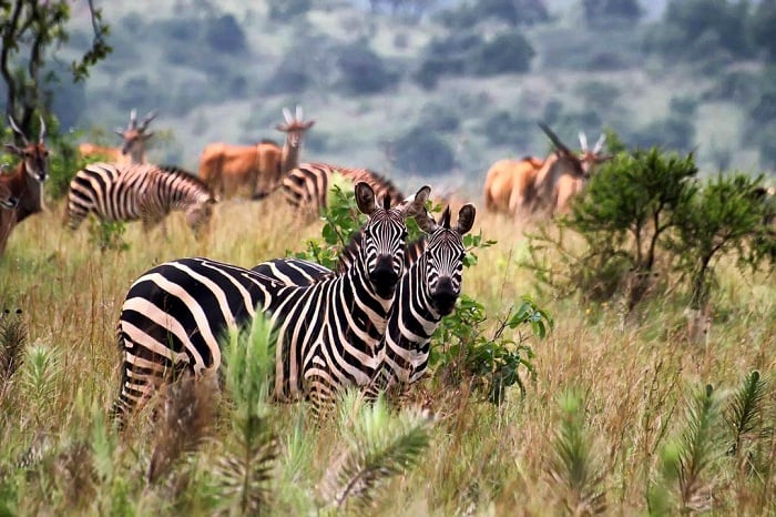 Imparage ni zimwe mu nyamaswa abasuye pariki y'Akagera badashobora kuvayo batabonye