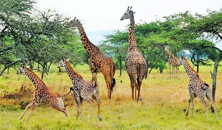 Ishuri ryo kubungabunga ibidukikije rizatuma ibinyabuzima muri pariki z'igihugu birushaho kwitabwaho