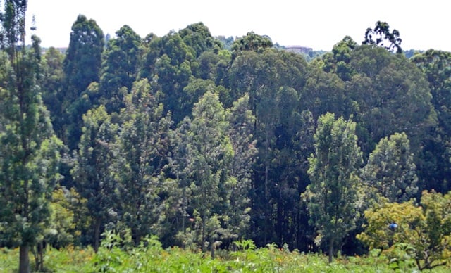 Arboretum ifasha benshi kwiherera basubiramo amasomo, baruhuka abandi batereta