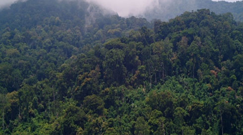 Gufata neza amashyamba birinda iyangirika ry