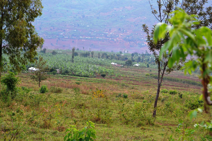 Aya ni amwe mu materasi yo mu Murenge wa Mwurire abo baturage bakoze.