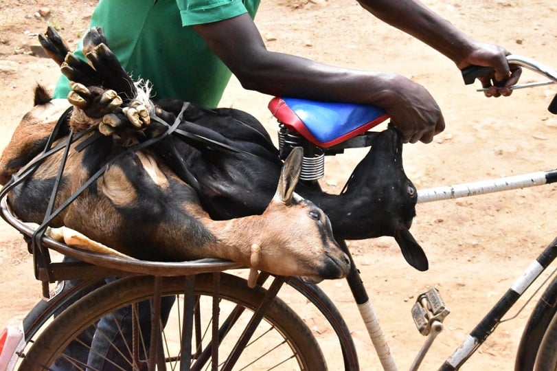 Si byiza gutwara nabi amatungo agiye kubagwa