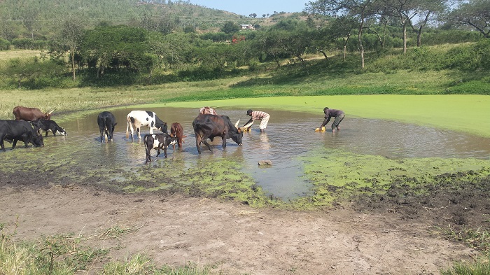 Amazi abaturage bakoresha bayavoma rimwe na rimwe inka na zo zirimo kuyanywa