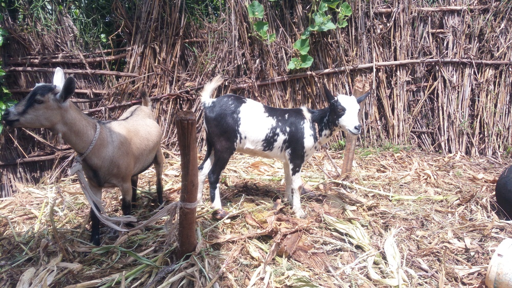 Amwe mu matungo ya Béatrice Nyirangarukiye