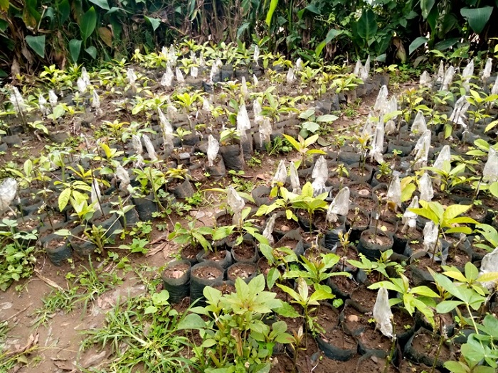 Serusatsi yimuriye pepiniyeri y'ingemwe za avoka mu rugo kuko mu kabande bazimwibaga