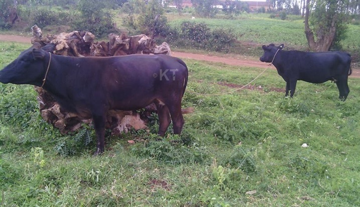 Abaturage b'i kibilizi bageze ku bworozi babikesheje imihigo y'ingo.